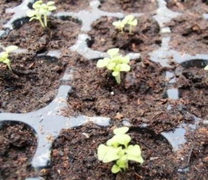 Рассада горечавки