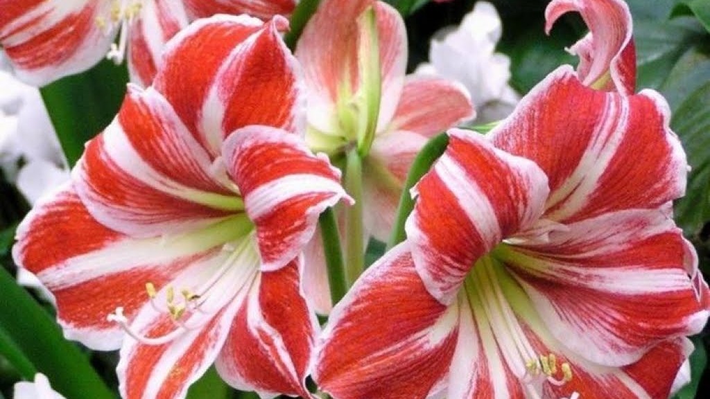 Красивая лилия