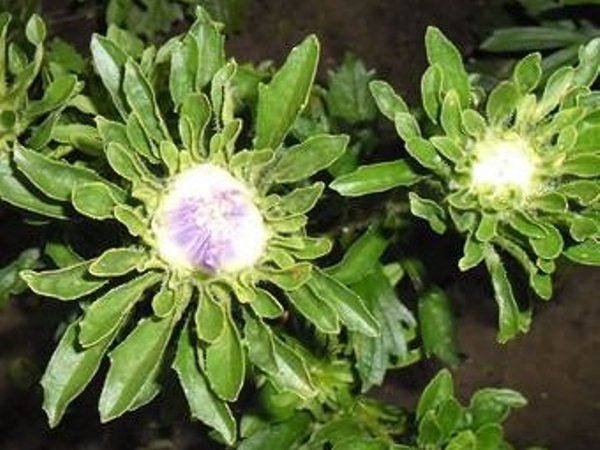 Желтуха астровых