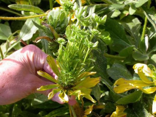 Септориоз астры