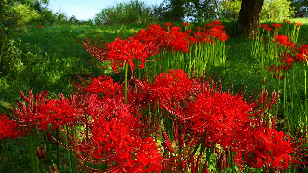 Японская лилия