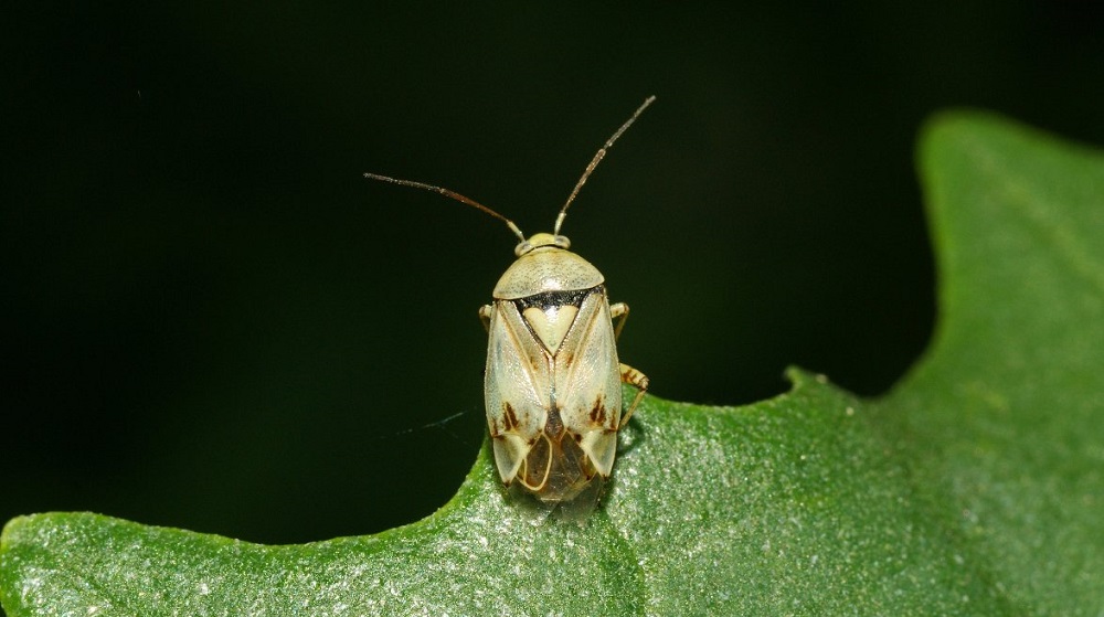 Луговой клоп