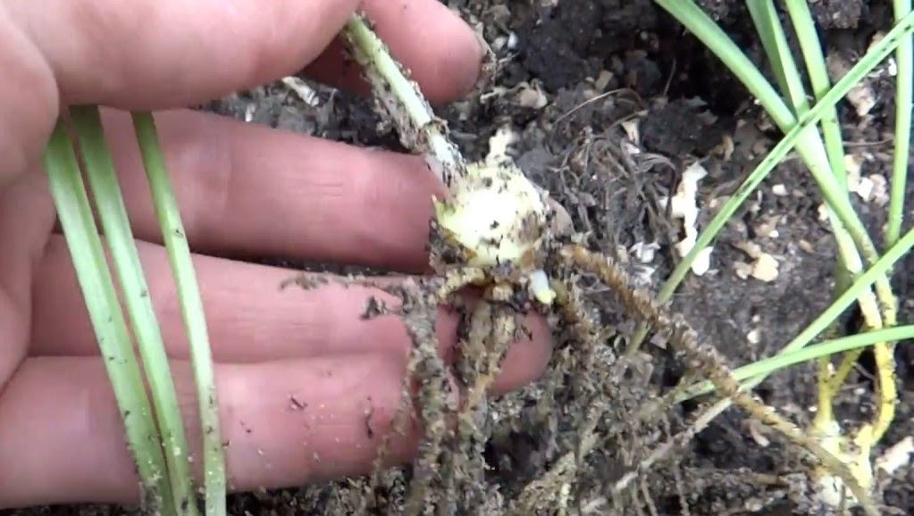 Проросшая лилия