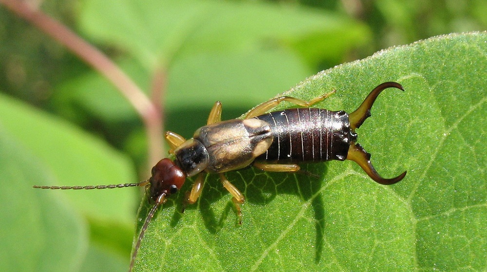 Уховертка обыкновенная