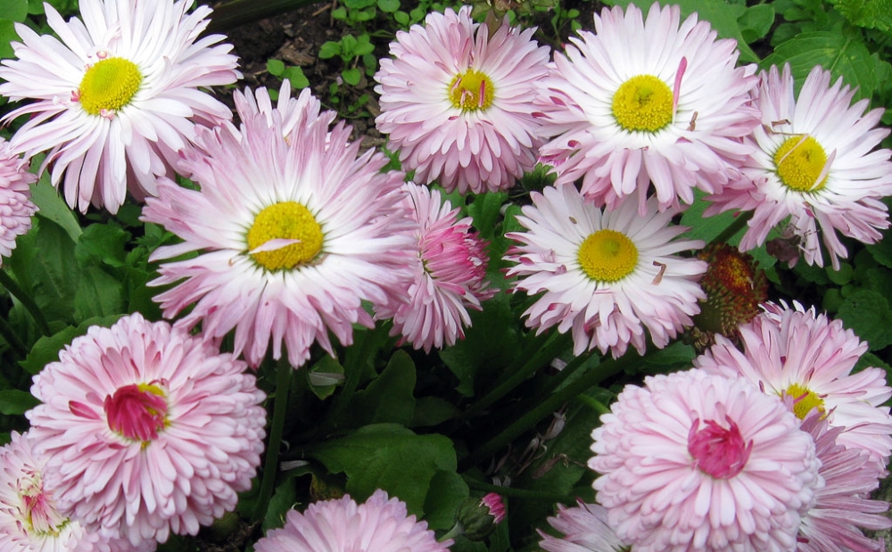 Маргаритки