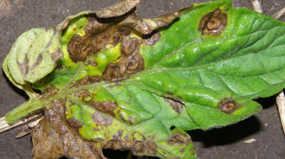 Фитофтороз