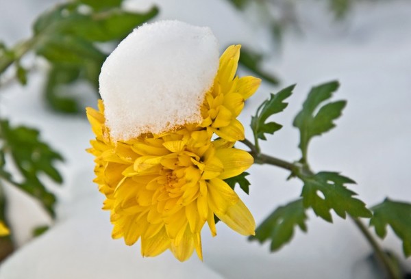 Укрытие хризантем