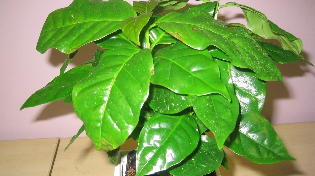 Молодое дерево кофе