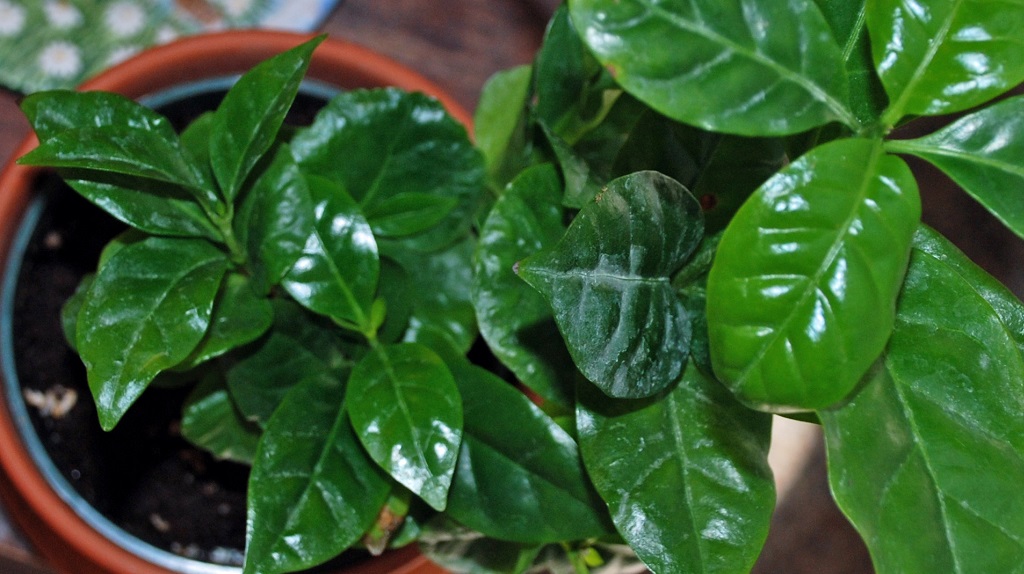 Молодое кофе