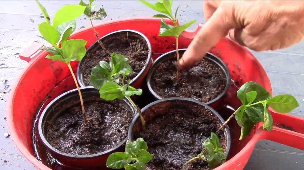 Пересадка кофе