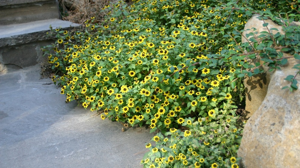 Санвиталия