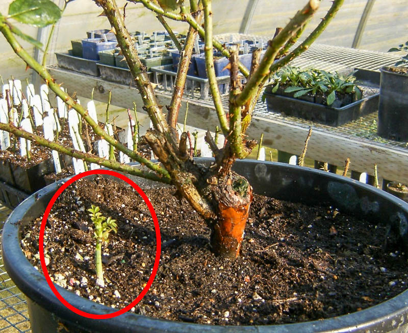 Перерождение розы