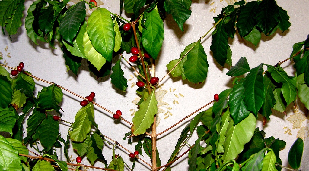 Кофейное дерево