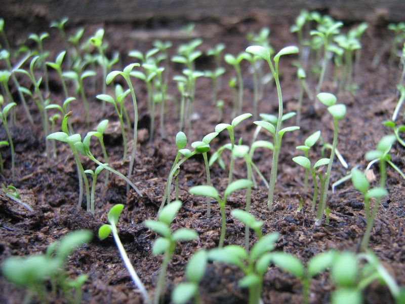 Санвиталия