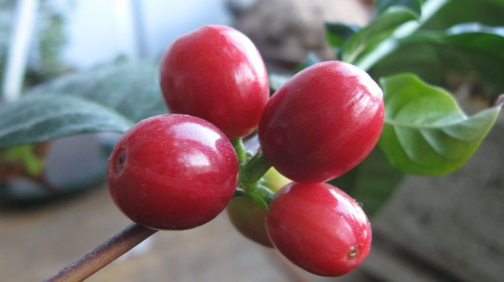 Плоды кофе