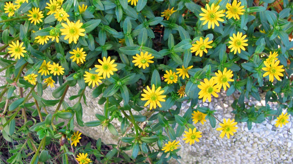 Санвиталия