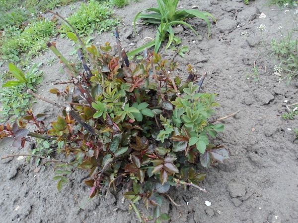 Перерождение розы в шиповник