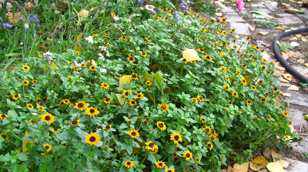 Санвиталия