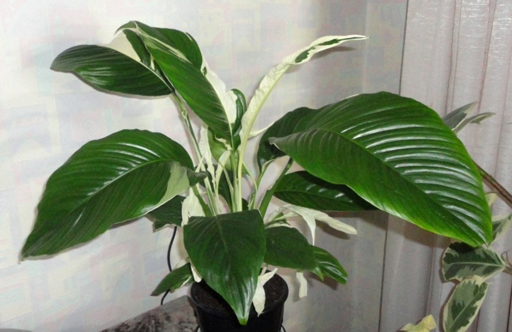 Спатифиллум