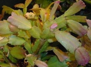 Болезни декабриста