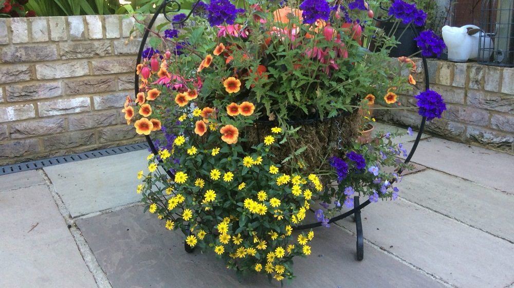 Санвиталия