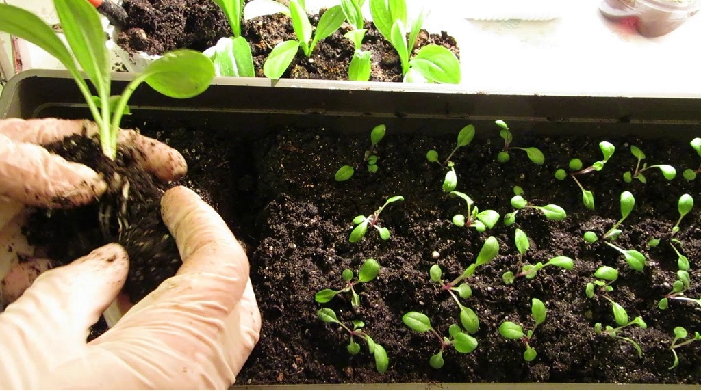 Рассада крокосмии