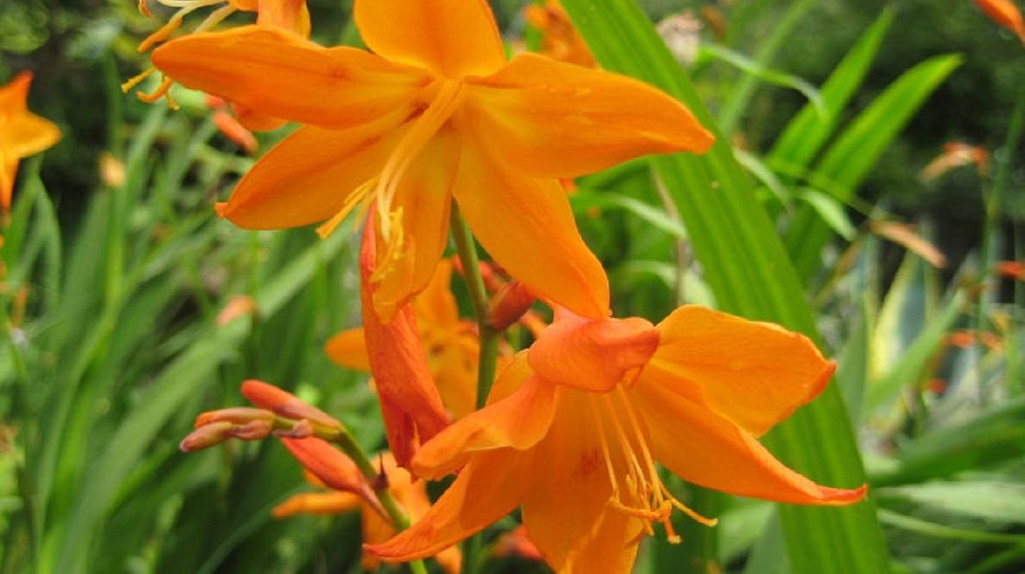 Цветок крокосмии