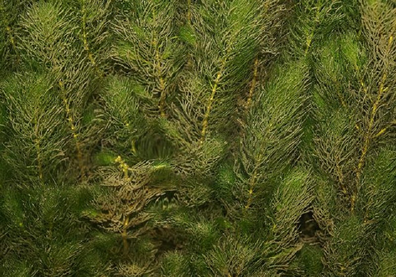 Перистолистник