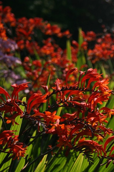 Крокосмия Монтбреция