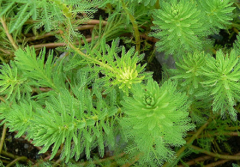 Перистолистник