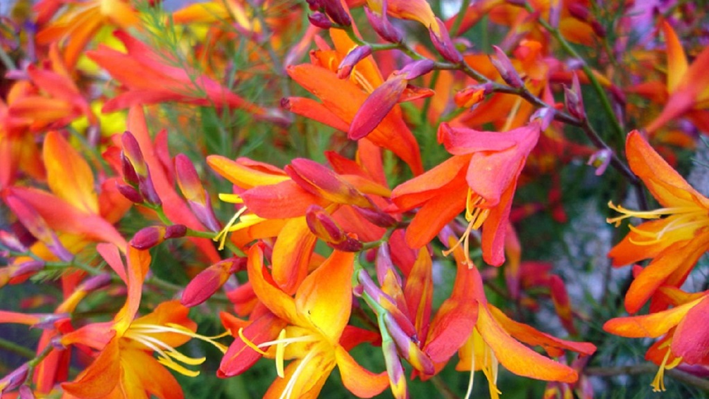 Цветы крокосмии