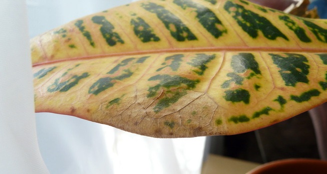 Болезни кротона