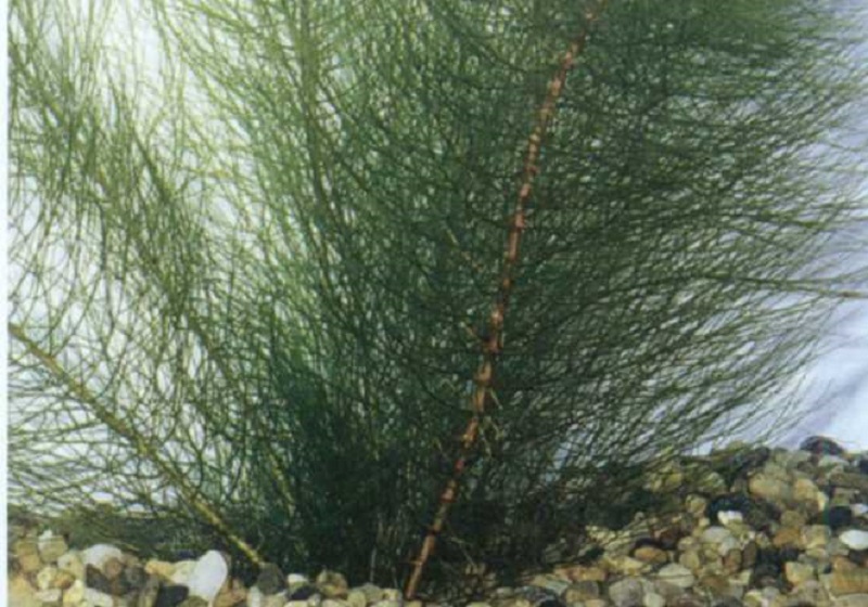 Перистолистник