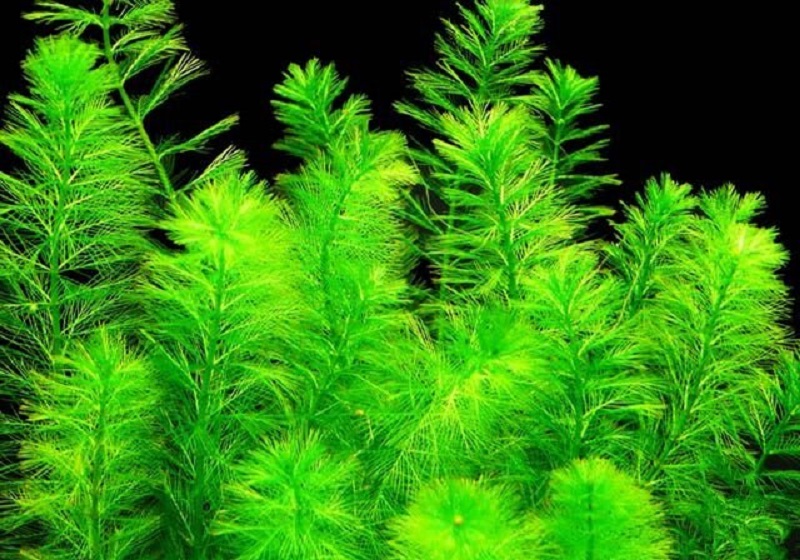 Перистолистник