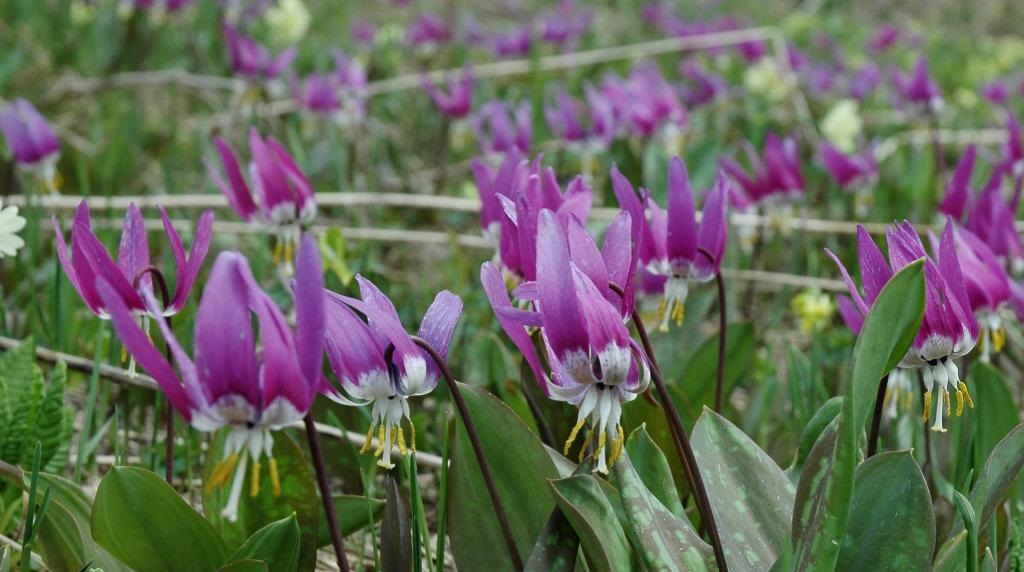 Цветущий кандык