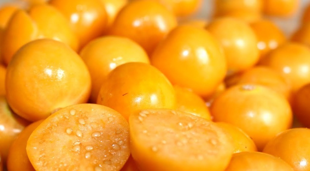 Спелый физалис