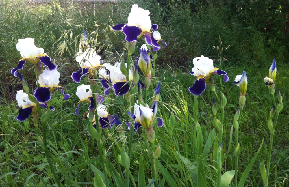 Ирисы