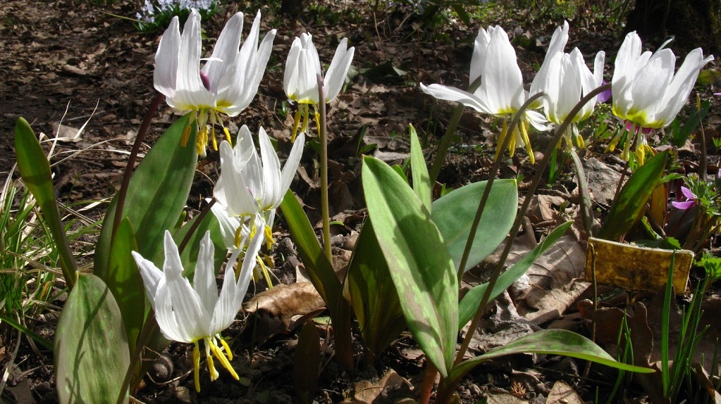 Кандык сибирский