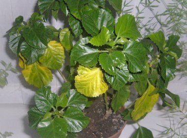 Больной гибискус