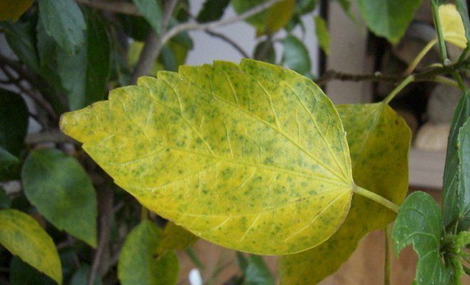 Больной гибискус