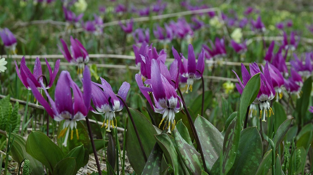 Сибирский кандык