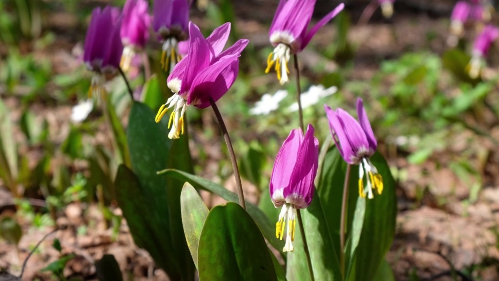 Кандык сибирский