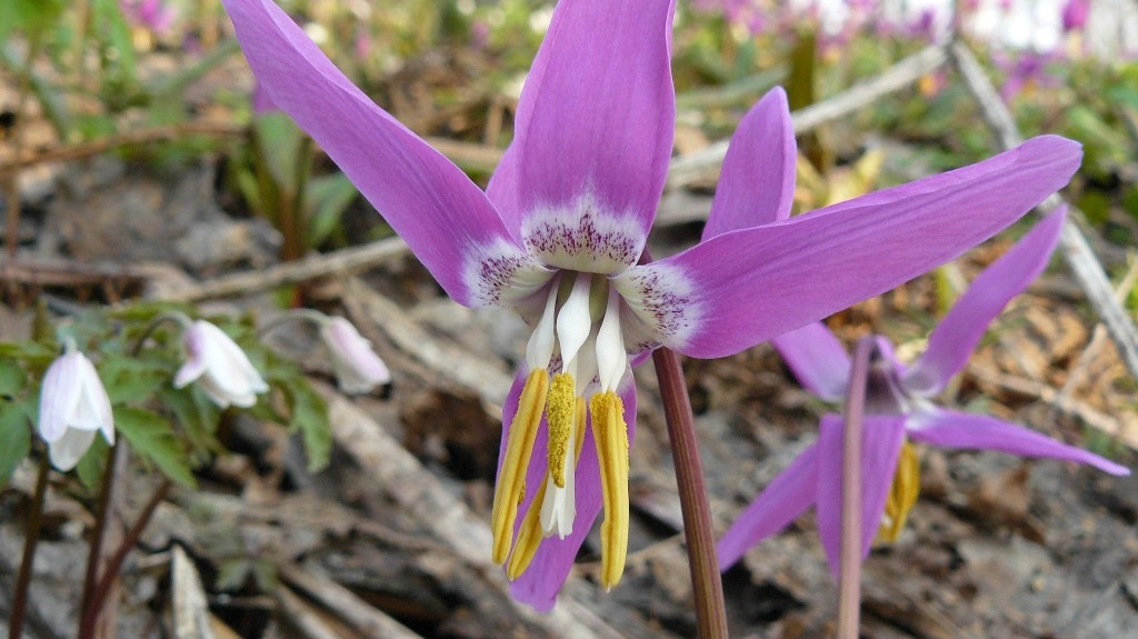 Кандык сибирский