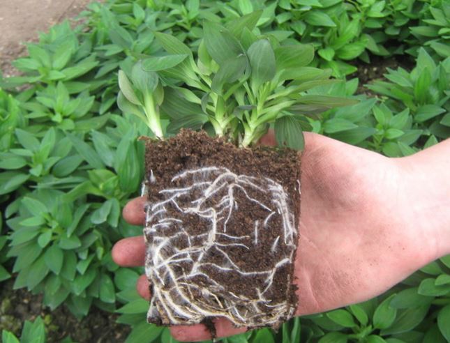 Альстромерия