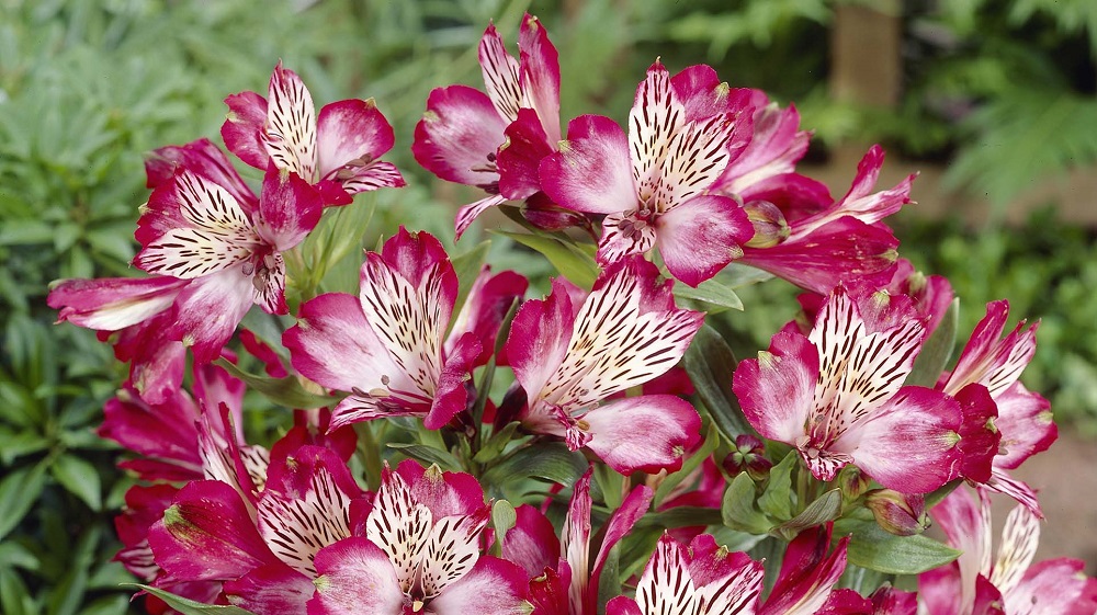 Альстромерия