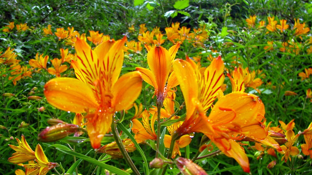 Альстромерия