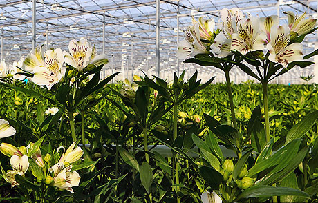 Альстромерия