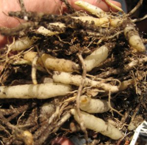 Альстромерия