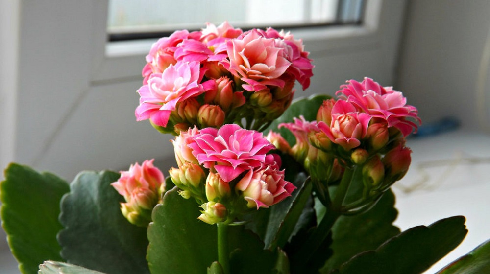 Цветущий каланхоэ