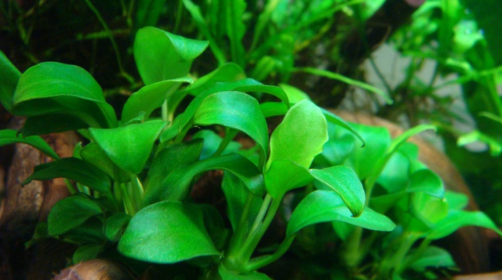 Анубиас